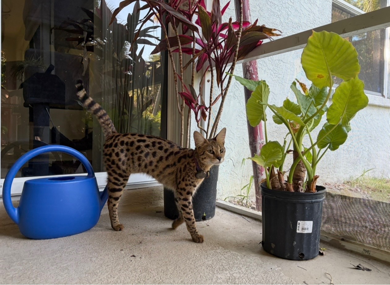 Yes, Savannahs Can Be Trained — Here is How